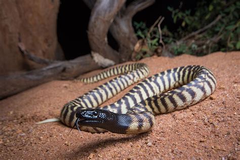 Black and striped - Australian Geographic | Giant anaconda, Anaconda attack, Majestic animals