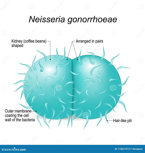 Neisseria Gonorrhoeae Bacteria Structure