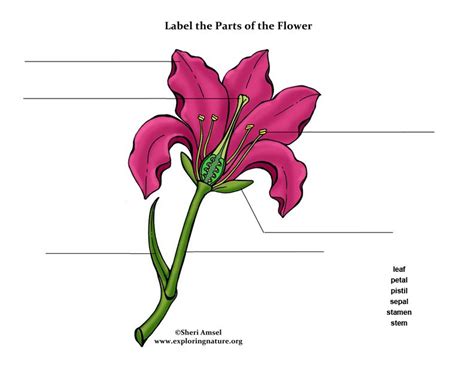 Label the Parts of the Flower (Color - Elementary)