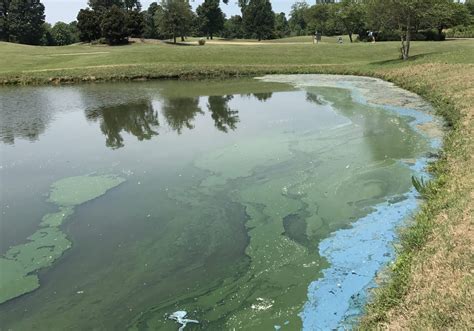 Is This Algae Bloom Dangerous?