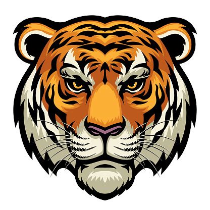 Tiger Head Stock Illustration - Download Image Now - iStock