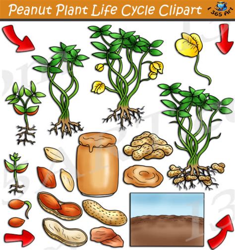 Peanut Plant Life Cycle Clipart Set Download - Clipart 4 School