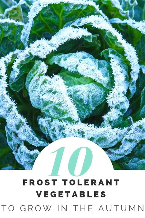 10 Frost Tolerant Vegetables To Grow In Fall | Winter vegetables gardening, Growing vegetables ...