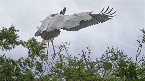 Wood Stork Nesting | TPJphoto.net