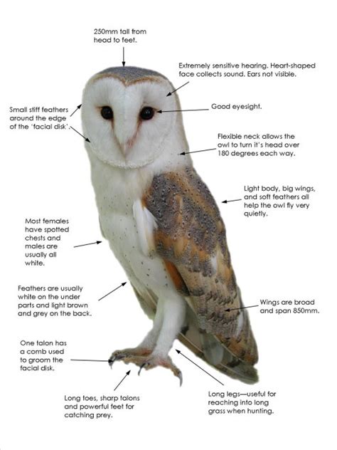 Facts Adaptations Diagram - The Barn Owl Trust