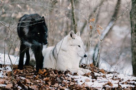 Wolf Reintroduction in Colorado: Unpacking Biology and Social Values ...