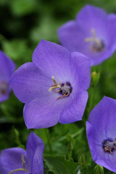 Rapido Blue Bellflower - Plant Library - Pahl's Market - Apple Valley, MN