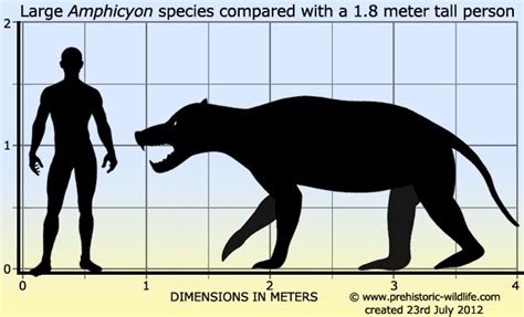 Amphicyon, size vs Human | Prehistoric animals, Extinct animals, Prehistoric wildlife