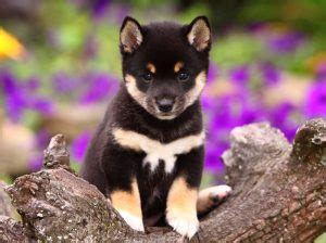 Black And Tan Shiba Inu Facts And Information - My First Shiba Inu