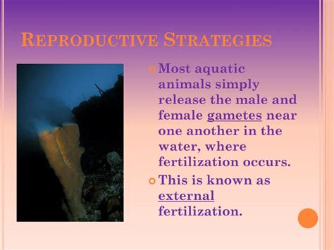 PPT - Chapter 27: Introduction to Animals PowerPoint Presentation, free download - ID:2561754