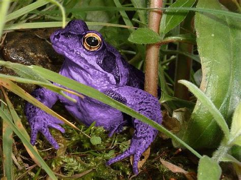 The Purple Frog | Frog, Toad, Tree frogs