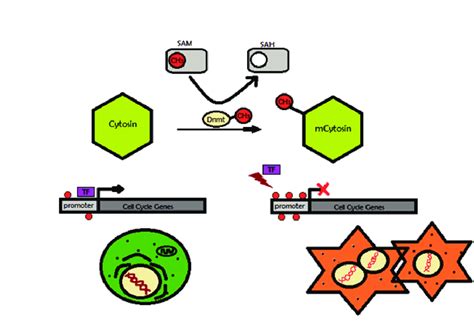 DNA methylation. The enzyme DNA methyltransferase (DNMT) catalyzes... | Download Scientific Diagram