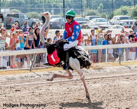 Louisiana Downs Welcomes Back Fans For Camel And Ostrich Races ...