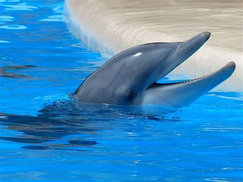 HD wallpaper: Dolphin Facing Upward, animal, aquarium, blue, bottlenose ...