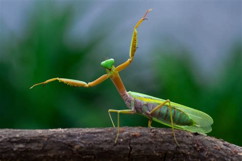 How big do praying mantis get?