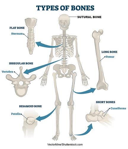 Types of Bones Anatomy