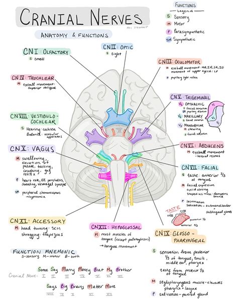 Cranial Nerves Anatomy And Physiology Worksheet Answers | Anatomy ...