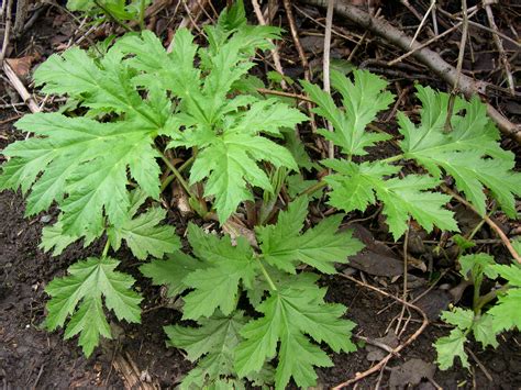 Giant hogweed identification and control: Heracleum mantegazzianum - King County