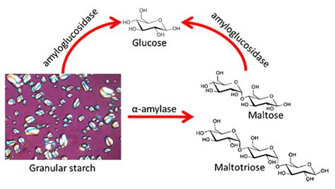 Starch / Amylose Content Analysis - Creative Proteomics