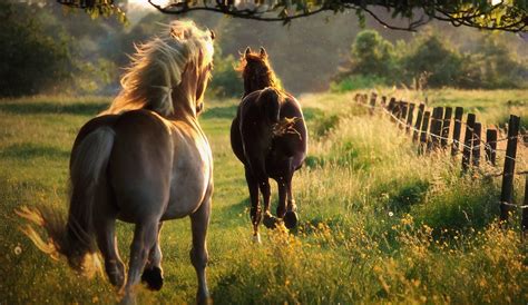 Wild Horses Wallpapers - Top Free Wild Horses Backgrounds - WallpaperAccess