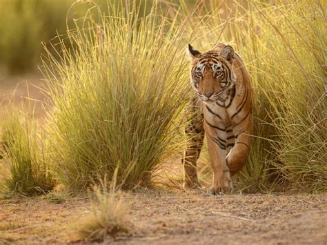 What does the world gain when we protect tigers? | Stories | WWF