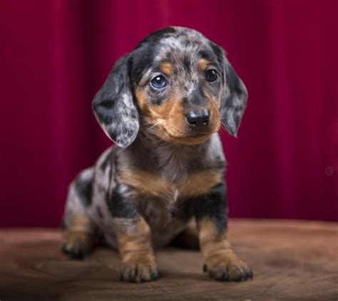 Cute lil sausage dog with a dappled blue eye! : r/aww