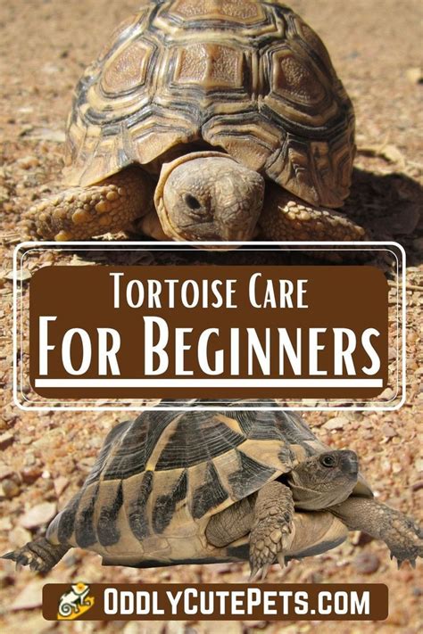 tortoise care for beginners with text overlay that reads, tortoise care for beginners