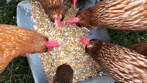 Can Chickens Eat Flax Seeds? - What You Need To Know