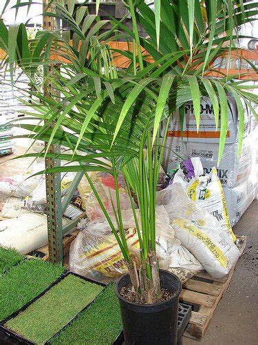 All About The Kentia Palm – IndoorPlantsHQ.com