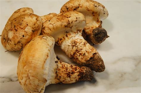 Roasted Matsutake Mushrooms