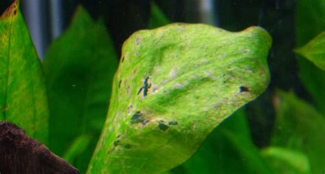 Pin by Andree Smith on AQUASCAPING | Planted aquarium, Potassium deficiency, Plant deficiencies