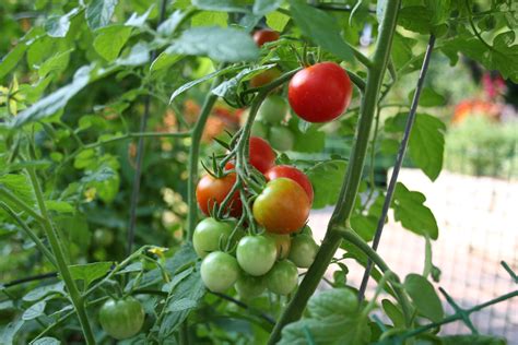 Growing Tomatoes: Patio Tomatoes – Growing Outdoor Tomatoes – Gardening ...