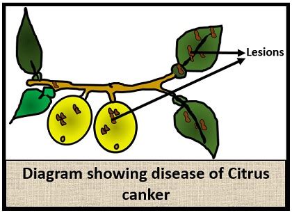 What is Citrus Canker? Causative agent, Symptoms & Pathogenecity ...