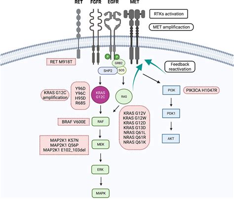 Frontiers | Resistance to KRASG12C Inhibitors in Non-Small Cell Lung Cancer