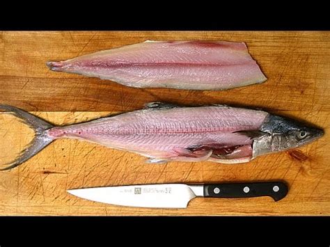 How to Fillet a Fish – HousePetsCare.com