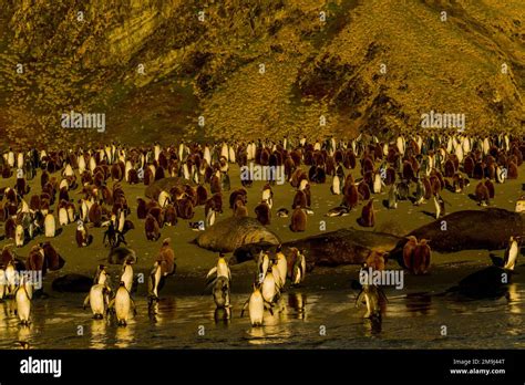 View during the sunrise of King penguins (Aptenodytes patagonicus) on the beach at the King ...