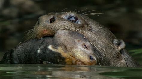 Baby Otter Cubs Learn to Swim | BBC Earth - YouTube