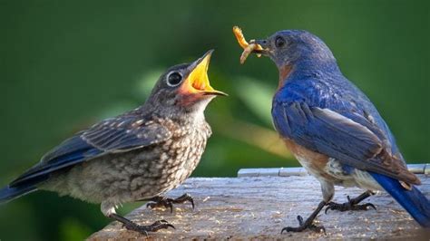 Your Guide to Feeding Mealworms to Birds - Birds and Blooms