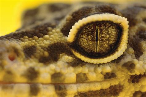 What to Do If Your Leopard Gecko Has Eye Issues