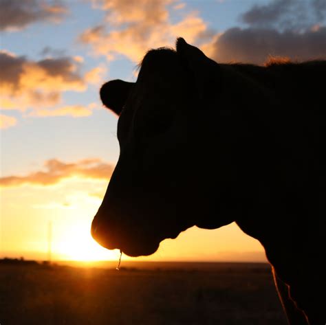 Sunset Silhouette, Silhouette Painting, Horse Silhouette, Cow Pictures, Sunset Pictures, Cute ...