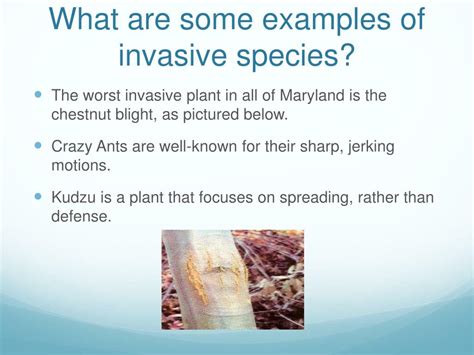 Introduction Of Invasive Species