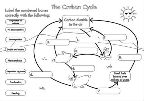 GCSE Carbon Cycle worksheets and A3 wall posters by beckystoke ...