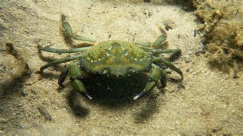 Invasive green crabs found in Puget Sound