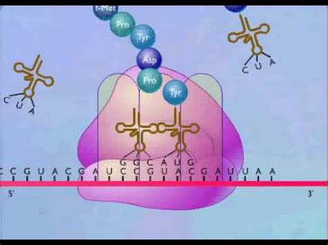 Protein Synthesis Animation Video - YouTube