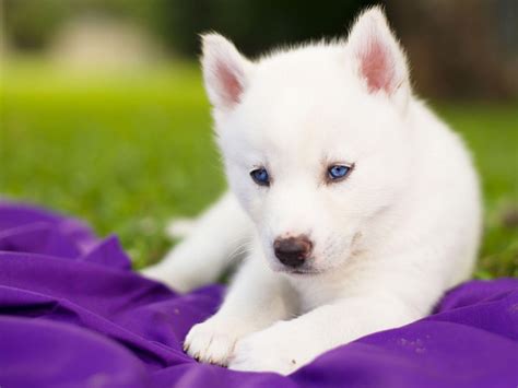 Husky Puppy Wallpapers - Wallpaper Cave