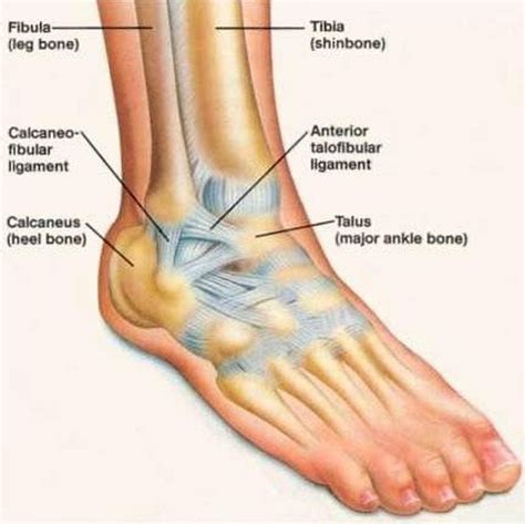 Parts Of Leg Below Ankle at Sandra Ponce blog