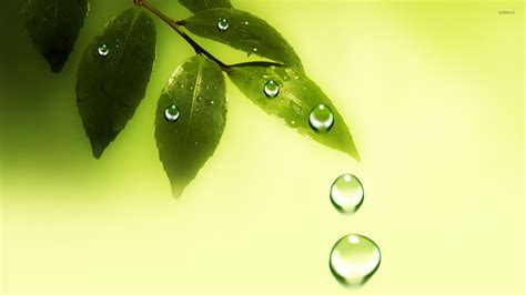 Water drops on the leaves wallpaper - Digital Art wallpapers - #20836