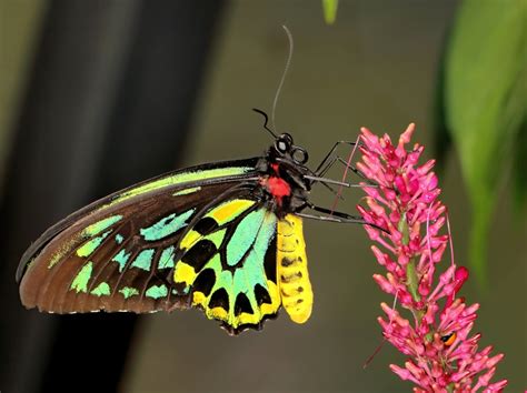 Queen Alexandra’s Birdwing: What Is The Largest Butterfly In The World?