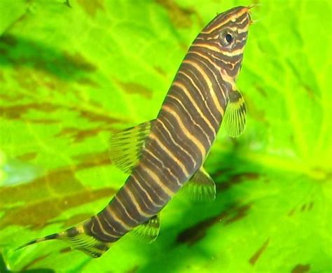 Zebra loach - Alchetron, The Free Social Encyclopedia