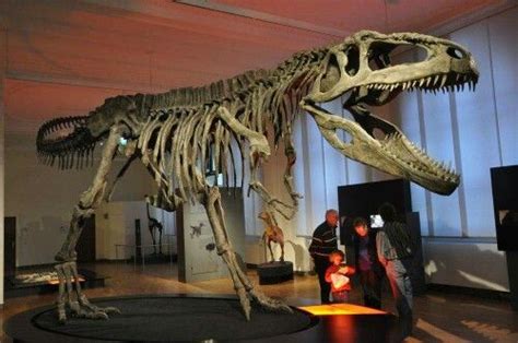 Giganotosaurus. | Dinosaur fossils, Prehistoric wildlife, Prehistoric animals